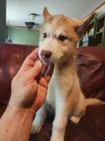 Astrix, a female Alaskan Malamute for sale in North Lewisburg, OH – 3 of 5