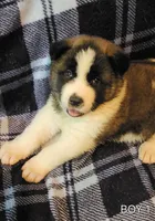 Maxx, a female Akita for sale in North Lewisburg, OH – 2 of 7