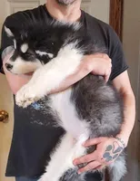 Aria, a female Alaskan Malamute for sale in North Lewisburg, OH – Photo 2 of 2