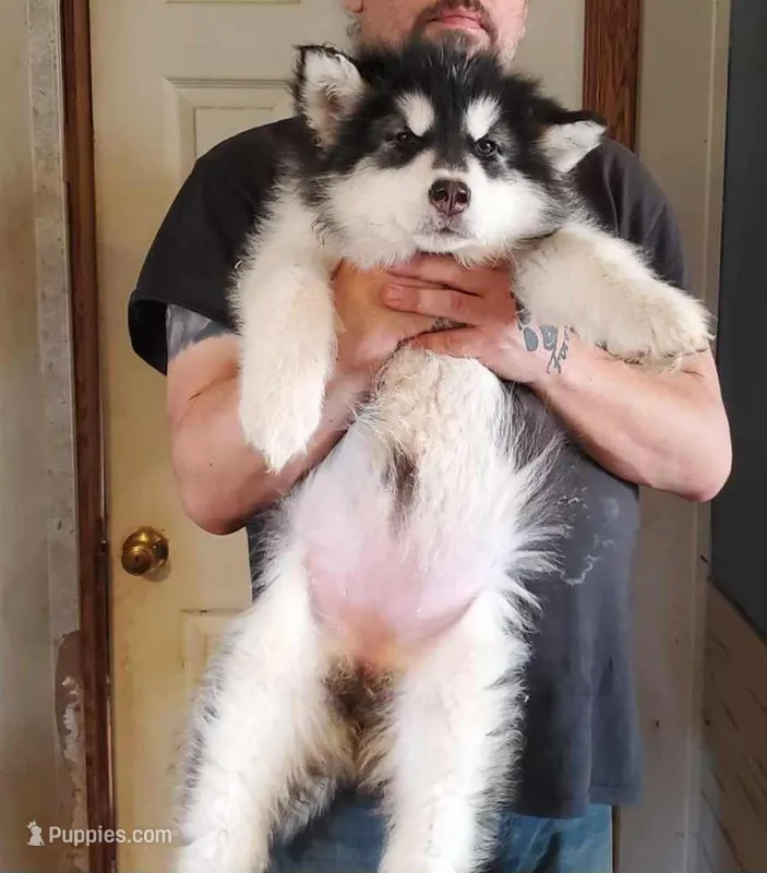 Aria, a female Alaskan Malamute for sale in North Lewisburg, OH – Photo 1 of 2
