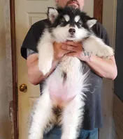 Aria, a female Alaskan Malamute for sale in North Lewisburg, OH – Photo 1 of 2