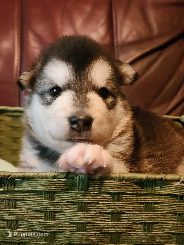 Wanda – Alaskan Malamute puppy for sale in North Lewisburg, OH