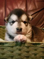 Wanda, a female Alaskan Malamute for sale in North Lewisburg, OH – 1 of 7
