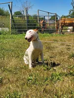 Splash, a male Bull Terrier for sale in North Lewisburg, OH – Photo 3 of 8