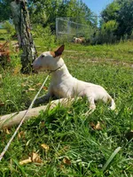 Splash, a male Bull Terrier for sale in North Lewisburg, OH – Photo 5 of 8