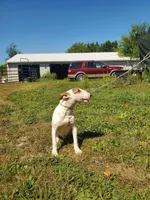 Splash, a male Bull Terrier for sale in North Lewisburg, OH – Photo 7 of 8