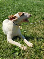 Splash, a male Bull Terrier for sale in North Lewisburg, OH – Photo 4 of 8