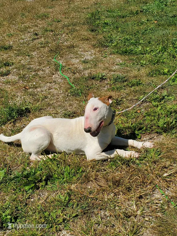 Splash, a male Bull Terrier for sale in North Lewisburg, OH – Photo 1 of 8