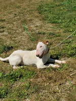 Splash, a male Bull Terrier for sale in North Lewisburg, OH – Photo 1 of 8