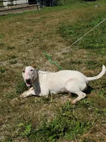 Splash, a male Bull Terrier for sale in North Lewisburg, OH – Photo 6 of 8