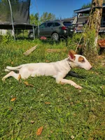 Splash, a male Bull Terrier for sale in North Lewisburg, OH – Photo 2 of 8