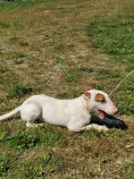 Splash, a male Bull Terrier for sale in North Lewisburg, OH – Photo 8 of 8