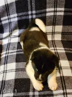 Dolly, a female Akita for sale in North Lewisburg, OH – 2 of 7