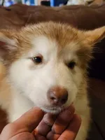 Arya, a female Alaskan Malamute for sale in North Lewisburg, OH – 4 of 7