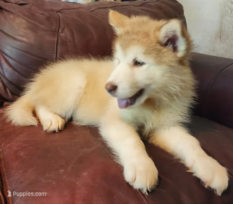 Emilia – Alaskan Malamute puppy for sale in North Lewisburg, OH