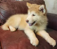 Emilia, a female Alaskan Malamute for sale in North Lewisburg, OH – 1 of 6