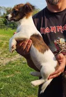 Selena, a female Jack Russell Terrier for sale in North Lewisburg, OH – Photo 3 of 3