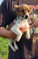 Selena, a female Jack Russell Terrier for sale in North Lewisburg, OH – Photo 2 of 3