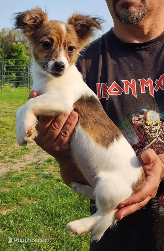 Selena, a female Jack Russell Terrier for sale in North Lewisburg, OH – Photo 1 of 3