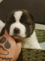 Maxx, a female Akita for sale in North Lewisburg, OH – 3 of 3