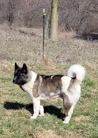 Starlight, a female Akita for sale in North Lewisburg, OH – 10 of 10