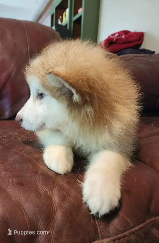 Maise – Alaskan Malamute puppy for sale in North Lewisburg, OH