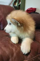 Maise, a female Alaskan Malamute for sale in North Lewisburg, OH – 1 of 8