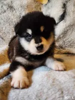 Thanos, a male Alaskan Malamute for sale in North Lewisburg, OH – Photo 3 of 8