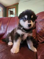 Thanos, a male Alaskan Malamute for sale in North Lewisburg, OH – Photo 1 of 8
