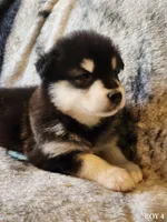 Thanos, a male Alaskan Malamute for sale in North Lewisburg, OH – Photo 2 of 8