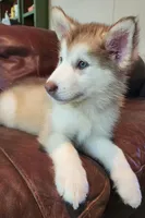 Arya, a female Alaskan Malamute for sale in North Lewisburg, OH – 5 of 7