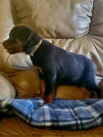 Cassey, a female Rottweiler for sale in North Lewisburg, OH – Photo 5 of 8