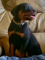 Cassey, a female Rottweiler for sale in North Lewisburg, OH – Photo 2 of 8