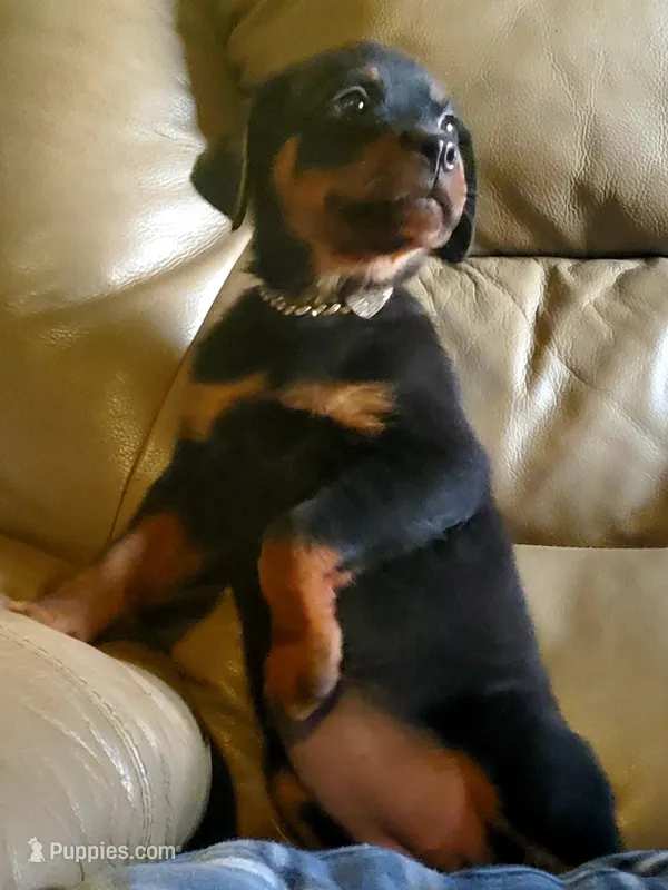 Cassey, a female Rottweiler for sale in North Lewisburg, OH – Photo 1 of 8