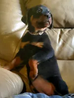 Cassey, a female Rottweiler for sale in North Lewisburg, OH – Photo 1 of 8