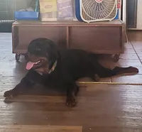 Cassey, a female Rottweiler for sale in North Lewisburg, OH – Photo 8 of 8