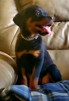 Cassey, a female Rottweiler for sale in North Lewisburg, OH – Photo 3 of 8