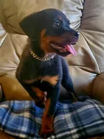 Cassey, a female Rottweiler for sale in North Lewisburg, OH – Photo 4 of 8