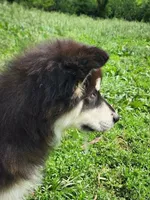 Nami, a female Alaskan Malamute for sale in North Lewisburg, OH – 2 of 6