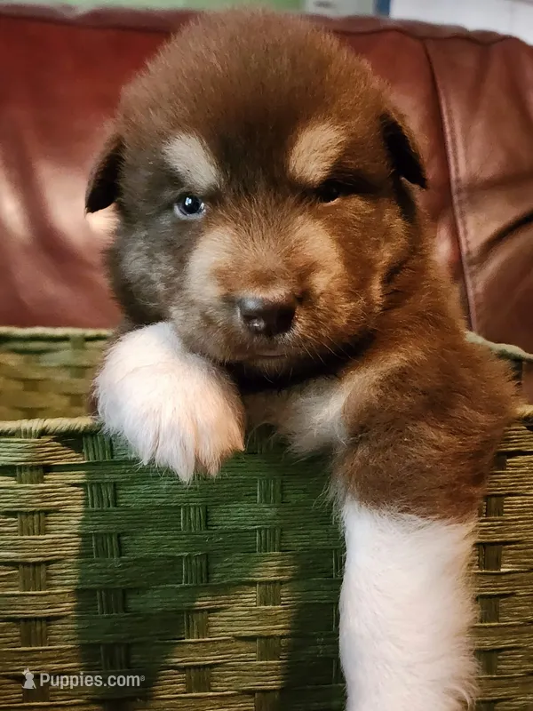 Magneto – Alaskan Malamute puppy for sale in North Lewisburg, OH