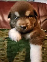 Magneto, a male Alaskan Malamute for sale in North Lewisburg, OH – 1 of 8