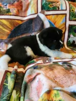 Dolly, a female Akita for sale in North Lewisburg, OH – 2 of 4