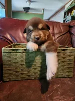 Magneto, a male Alaskan Malamute for sale in North Lewisburg, OH – 4 of 8