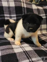 Starlight, a female Akita for sale in North Lewisburg, OH – 6 of 10