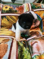 Starlight, a female Akita for sale in North Lewisburg, OH – 3 of 6