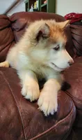 Emilia, a female Alaskan Malamute for sale in North Lewisburg, OH – 3 of 6