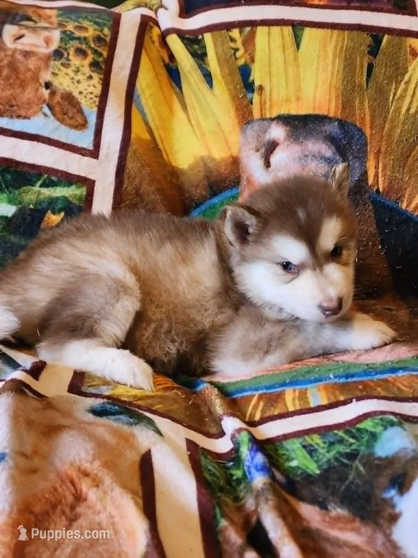 Alyssa – Alaskan Malamute puppy for sale in North Lewisburg, OH