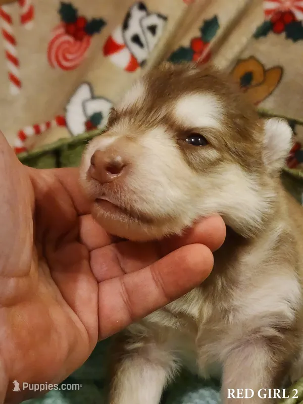 Alyssa – Alaskan Malamute puppy for sale in North Lewisburg, OH