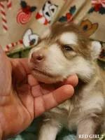 Alyssa, a female Alaskan Malamute for sale in North Lewisburg, OH – Photo 1 of 2