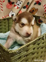 Alyssa, a female Alaskan Malamute for sale in North Lewisburg, OH – Photo 2 of 2